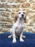 Du Vol De La Fresnaye - Setter Anglais - Portée née le 07/10/2019