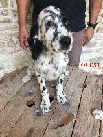 Du Vol De La Fresnaye - Setter Anglais - Portée née le 16/07/2018