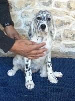 CHIOT