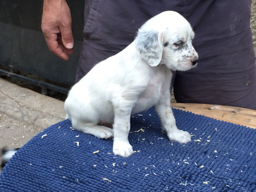 CHIOT