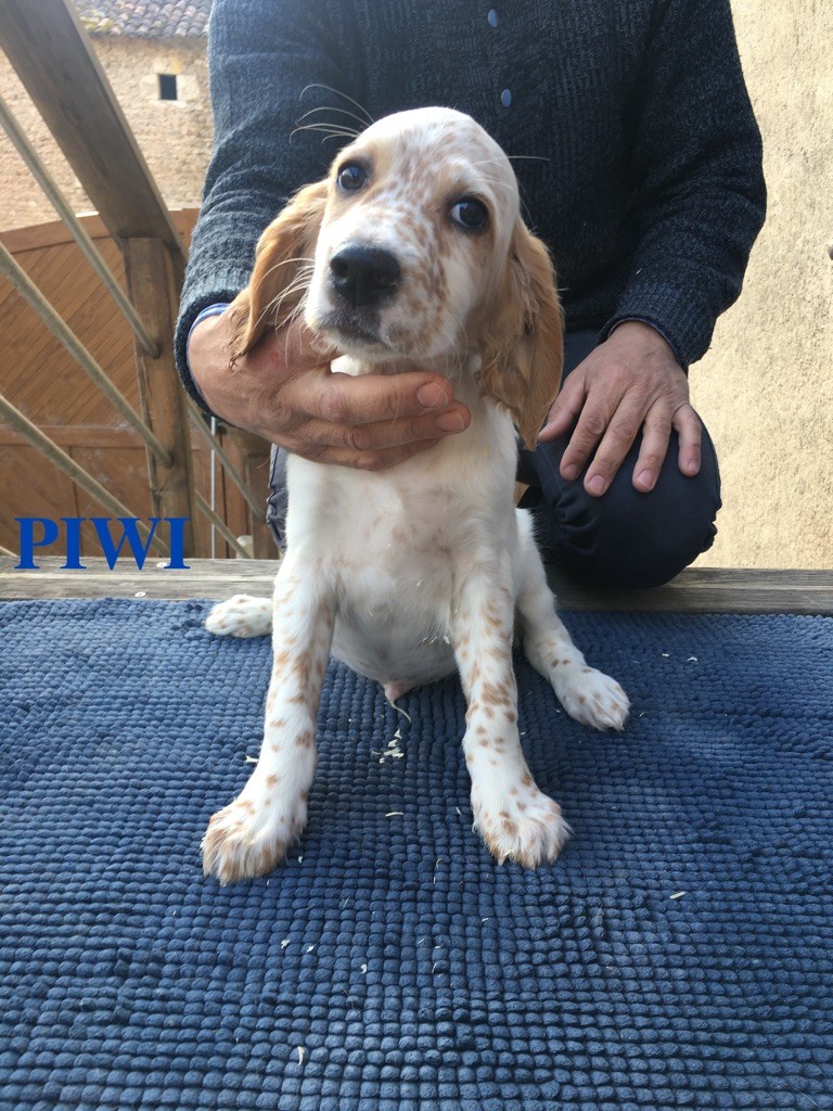 Du Vol De La Fresnaye - Setter Anglais - Portée née le 05/02/2019